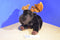 Bearington Marshall the Brown Moose Beanbag Plush