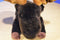 Bearington Marshall the Brown Moose Beanbag Plush