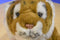 Toys R Us Tiger 2011 Beanbag Plush