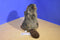 Yang Jee Beaver Plush