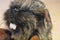 Yang Jee Beaver Plush