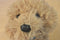 Maurice's Golden Retriever with Scarf 2005 Beanbag Plush