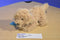 Maurice's Golden Retriever with Scarf 2005 Beanbag Plush