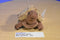 Platte River Trading Tara the Brown Turtle Plush