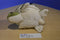 Wishpets Jolene Sea Turtle 2004 Plush