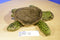 Wild Republic Green Sea Turtle 2010 Beanbag Plush
