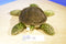 Wild Republic Green Sea Turtle 2010 Beanbag Plush