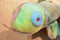 Ty Beanie Buddy 1999 Rainbow and Baby 1997 Iggy Tie Dye Beanbag Plushes