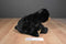 Wild Republic CK Black Bear Beanbag Plush