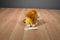 Just Play Disney Mini Simba Plush