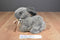 Grey and Tan Bunny Rabbit with Bow Plush