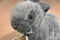 Grey and Tan Bunny Rabbit with Bow Plush