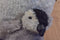 Aurora Emperor Penguin with Baby Chick Beanbag Plush