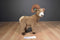Applause WWF World Wildlife Fund Big Horned Sheep 1990 Plush