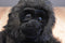 Aurora Sampson Gorilla Beanbag Plush