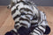 Kohl's Cares Animal Planet Milia Zebra 2006 Beanbag Plush