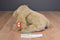 Ty Classic Corky the Cocker Spaniel 1999 Beanbag Plush