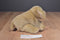Ty Classic Corky the Cocker Spaniel 1999 Beanbag Plush