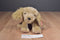 Ty Classic Corky the Cocker Spaniel 1999 Beanbag Plush