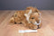 Aurora Flopsies Leonardus Male Lion Beanbag Plush