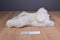 Novelty Toys Adopt-A-Dog White Dog 2010 Beanbag Plush