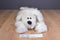 Novelty Toys Adopt-A-Dog White Dog 2010 Beanbag Plush