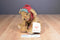 Hallmark Bunnies by the Bay Buddy Hollyday Dog 2002 Beanbag Plush