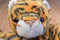 Ty Beanie Buddy 2001 and Baby 2000 India Bengal Tiger Beanbag Plushes
