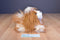 Battat Pucci Pups Shih Tzu Dog Plush
