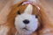 Battat Pucci Pups Shih Tzu Dog Plush