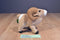 Wild Republic Big Horn Sheep 2012 Plush