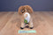 Wild Republic Big Horn Sheep 2012 Plush
