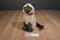 FAO Schwarz Seal Point Siamese Cat 2015 Plush