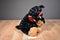 Walgreens Rottweiler Black Brown Dog with Ear Muffs Plush