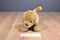 Douglas Cabela's Sandi Golden Retriever Puppy 2014 Plush (B 32)