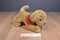 Douglas Cabela's Sandi Golden Retriever Puppy 2014 Plush (B 32)