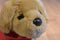 Douglas Cabela's Sandi Golden Retriever Puppy 2014 Plush (B 32)
