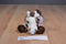 Aurora Mini Flopsies Gypsy Appaloosa Horse Beanbag Plush