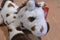 Aurora Mini Flopsies Gypsy Appaloosa Horse Beanbag Plush