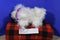 Battat Pucci Pups Bichon Frise Puppy Dog in Pink and Blue Cape Coat Plush