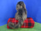 Ty Classic Cha Cha the Brown Monkey 1998 Beanbag Plush