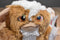Toy Factory Gremlins Gizmo 2015 Plush