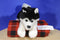 Stuffed Animal House Black and White Husky Plush