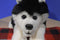 Stuffed Animal House Black and White Husky Plush