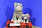 Ty Beanie Buddy and Baby Silver Tabby Cat 1999 Beanbag Plushes