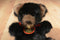 Rare Bear Black and Brown Mink Fur Teddy 1982 Plush