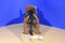 Toys R Us Maidenhead Brown and Black Rubber Triceratops 2016