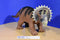 Toys R Us Maidenhead Brown and Black Rubber Triceratops 2016