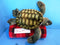 Fiesta Green Sea Turtle Plush