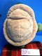 Build-A-Bear Turtle with Shell Backpack Plush
